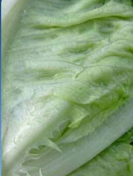 The same lettuce leaf close up, clean and clear after a PuriEasy cycle