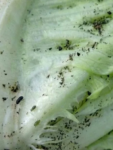 Lettuce leaf close up with specks of soil still stuck along its veins after a tap rinse